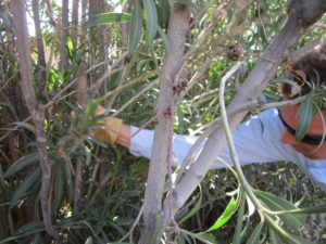 Inside the Oleander Hedge